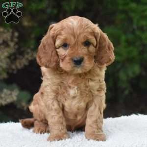 Magnus, Cavapoo Puppy